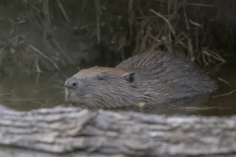 Beaver sniffing on the River Tay © Beaver Trust