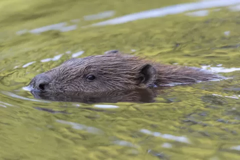 Female beaver released at Argaty © Beaver Trust.jpg