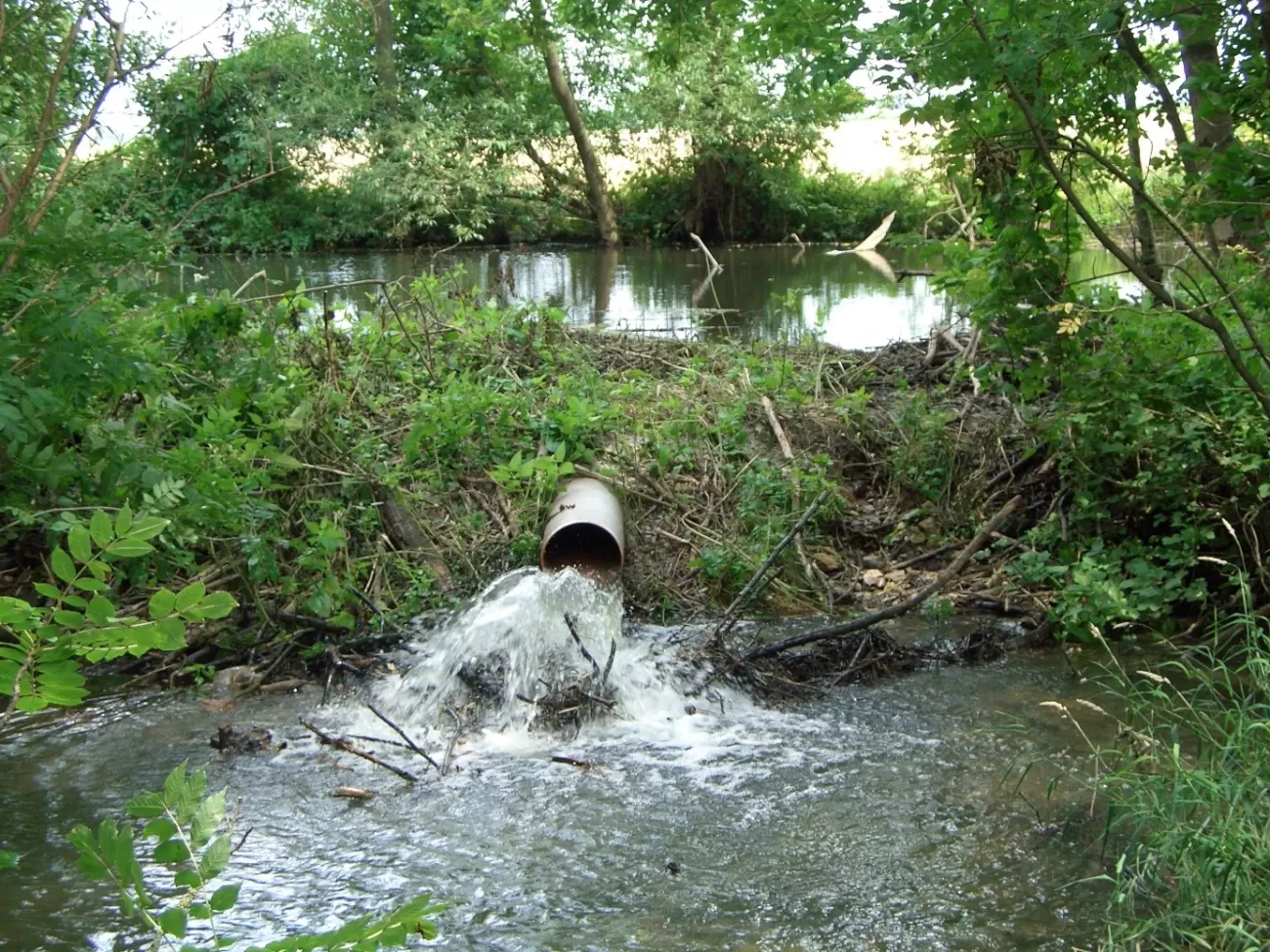 Beaver deceiver - G Schwab