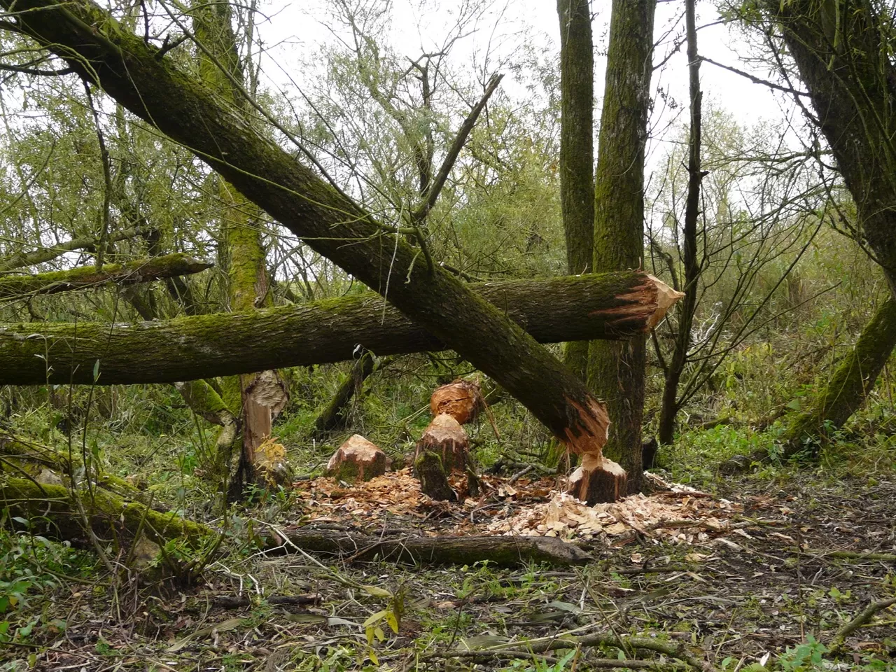 Beaver gnawing - Cynthia Lange