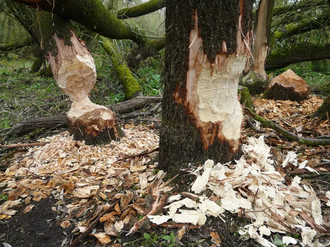 Beaver gnawing - Cynthia Lange