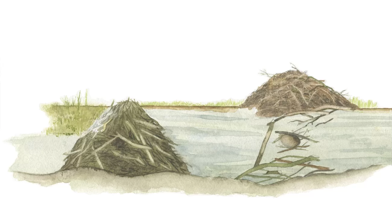 Dam and lodge side-view drawing - D. Klees