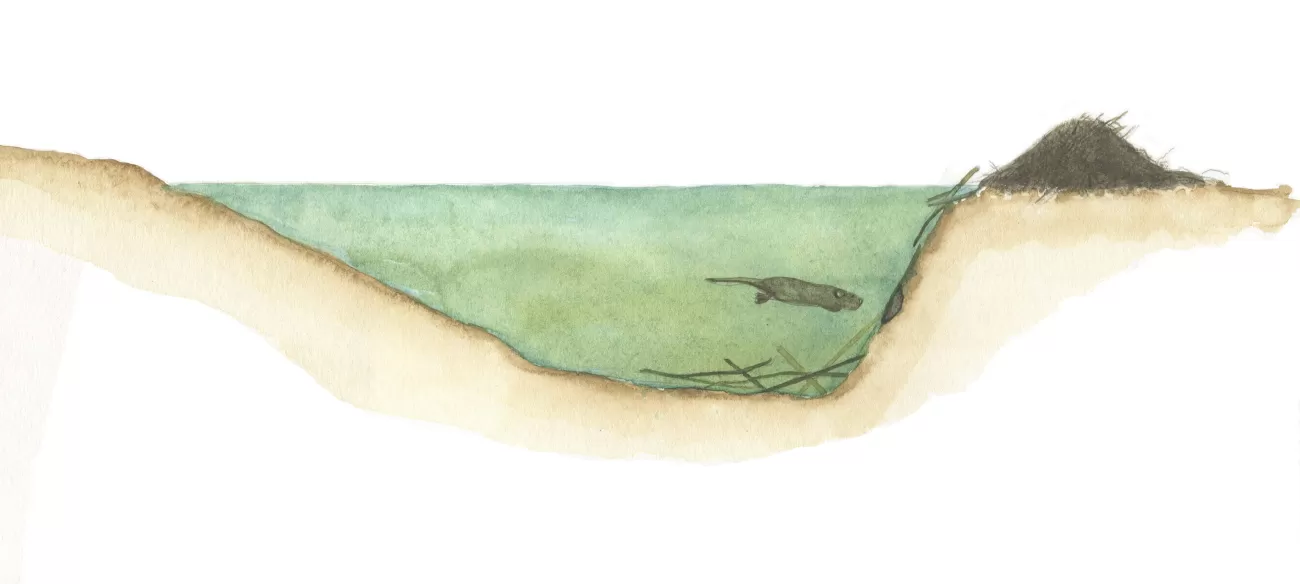 Profile of deepened and widened watercourse at lodge - D. Klees