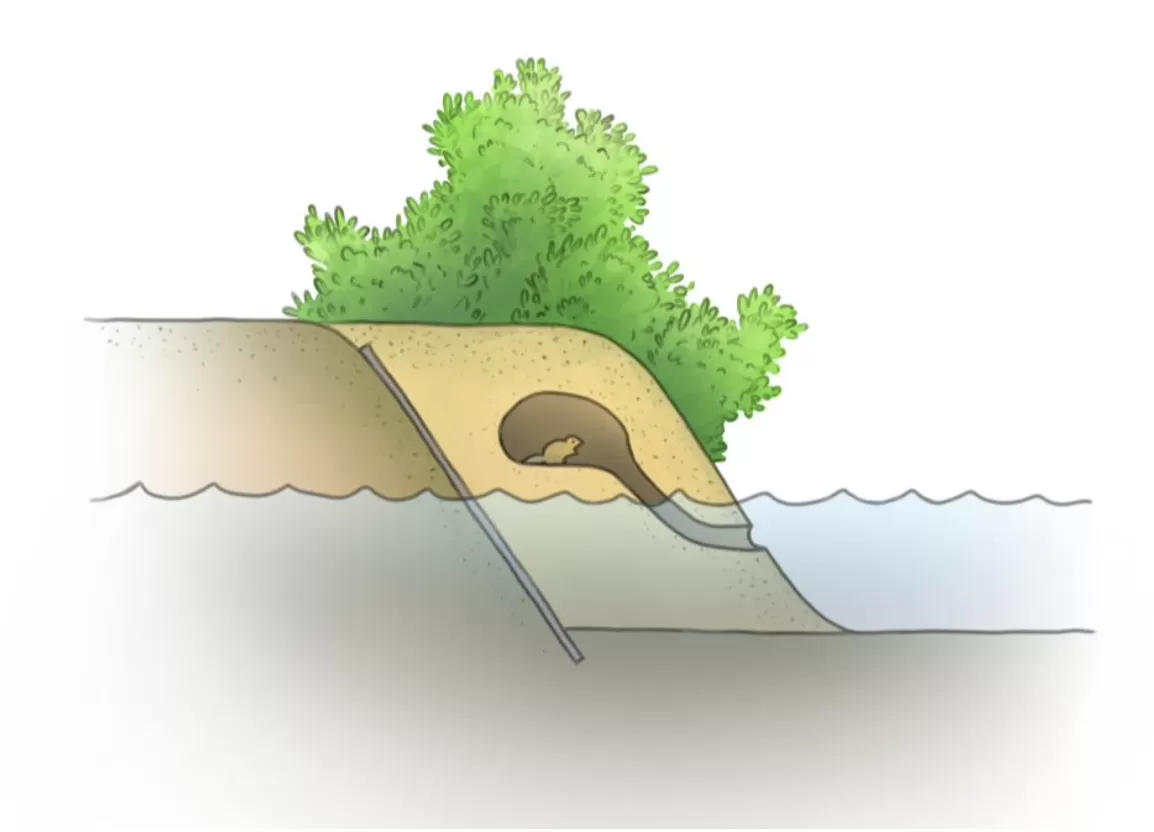 High-water refuge impression 3 - SeaBlueBird Studio