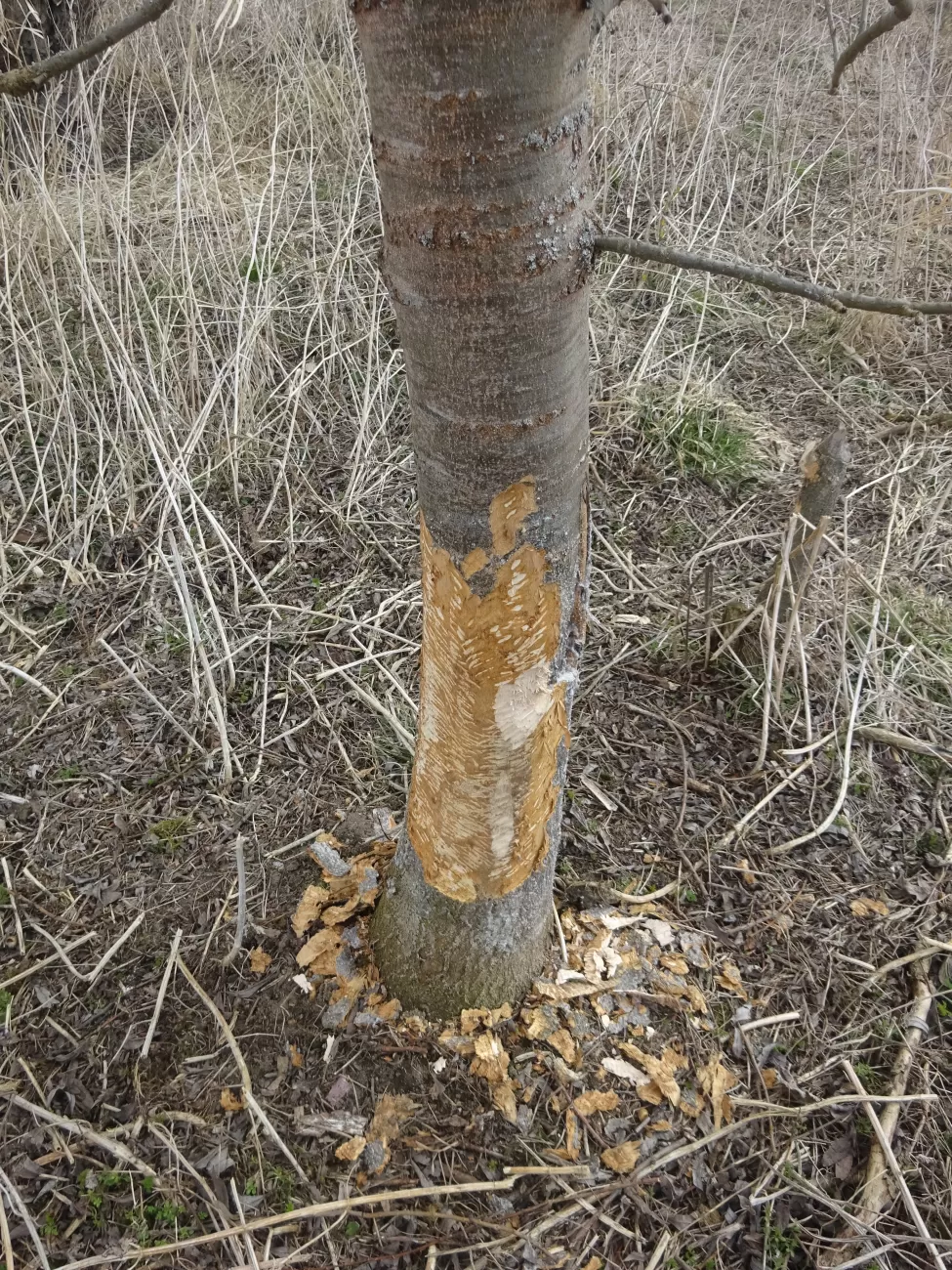 Ash Wobra - J. Uhlikova