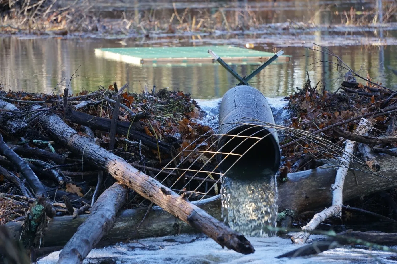 Beaver deceiver - S. Lisle